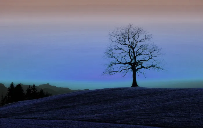 Einsamer Baum